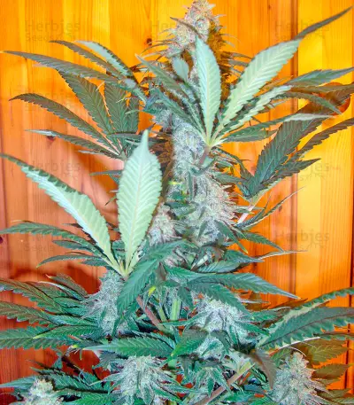 Pure Power Plant Seeds (Nirvana Seeds)