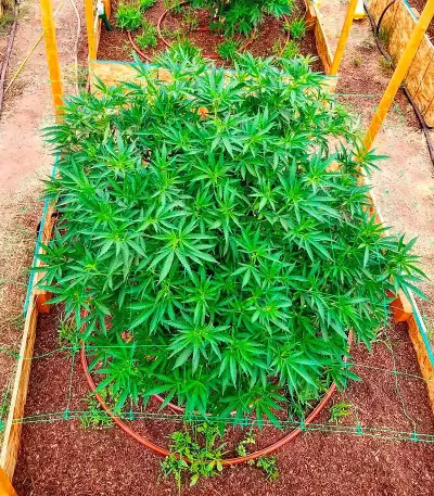 Russian Snow feminized seeds