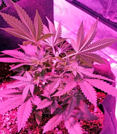 Swiss Cheese (Nirvana Seeds)
