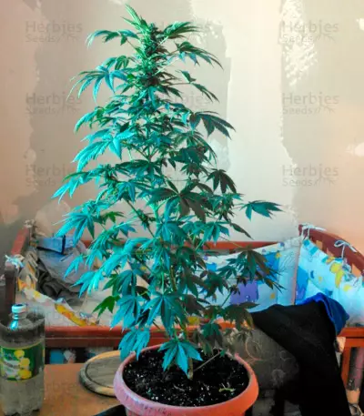 White Magic feminized seeds