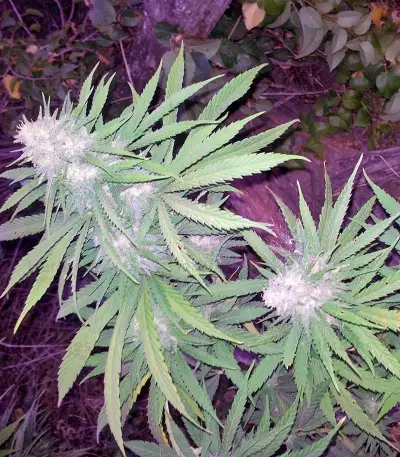 Allkush (Paradise Seeds)