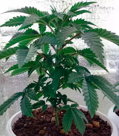 Graines de cannabis Blue Pyramid (Pyramid Seeds)