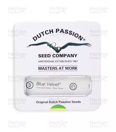 Blue Velvet feminized seeds