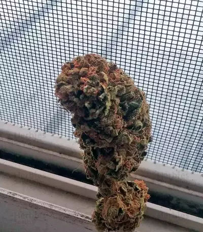 Afghan Kush feminized seeds