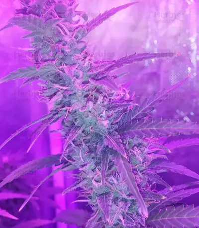 Auto Speed Bud feminized seeds