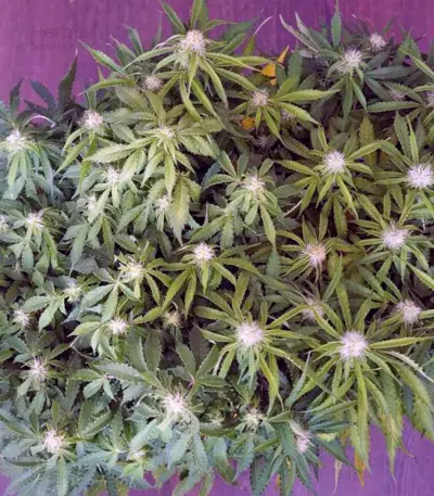 Anesthesia (Pyramid Seeds)