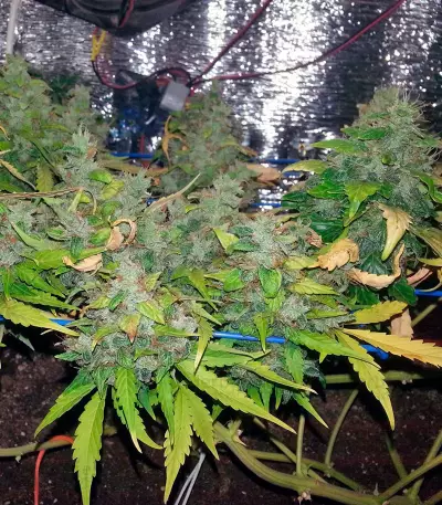 Auto Lennon feminized seeds