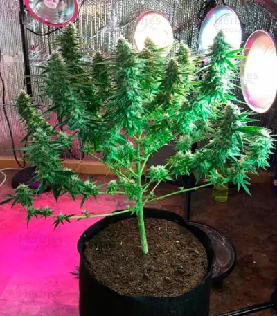 Semi femminizzati Critical Super Silver Haze