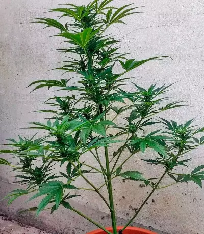 Cheese XXL Autoflowering (Dinafem Seeds)