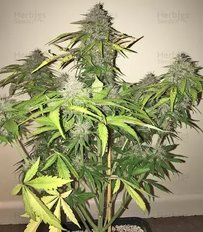 Crystal METH Auto Seeds