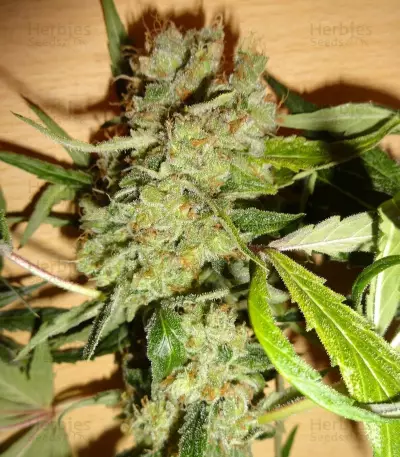 Euphoria CBD (RQS)