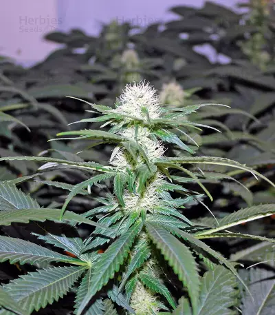 Graines de cannabis Hashberry regular (Mandala Seeds)