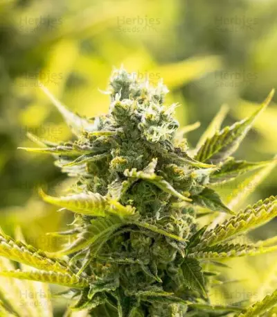 The Incredible Bulk Seeds (Dr. Krippling Seeds)