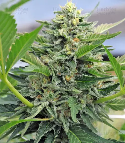 Pineapple Skunk Regular seeds