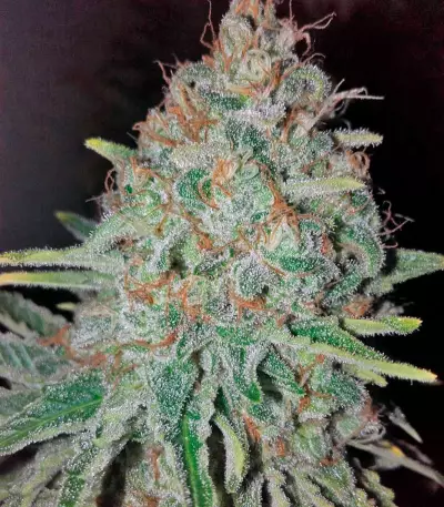 Raspberry Cough (Nirvana Seeds)