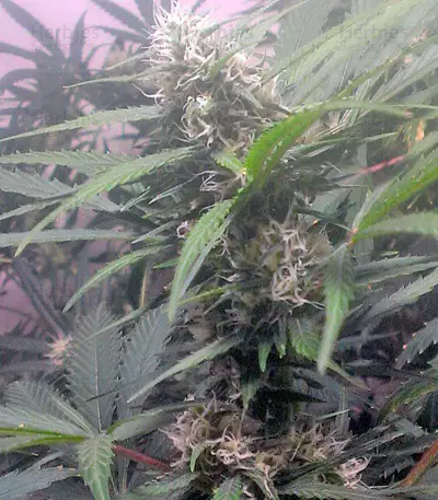 Swiss Cheese (Nirvana Seeds)