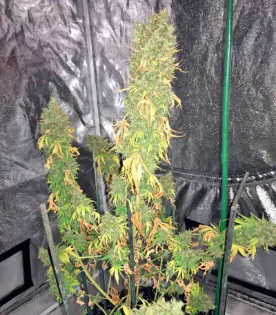 White Strawberry Skunk feminized seeds