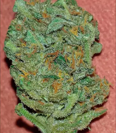 Semi di White Widow Auto Fem (Vision Seeds)