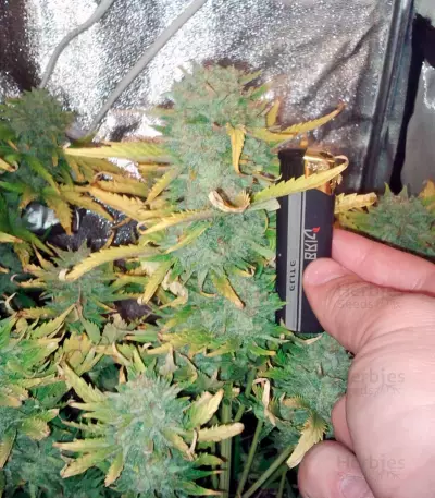 Big Devil Auto (Sweet Seeds)