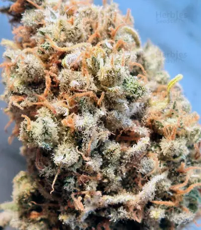 Big Foot feminized seeds