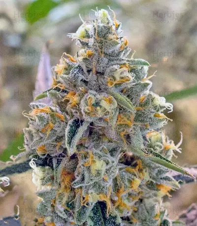Liberty Haze Seeds