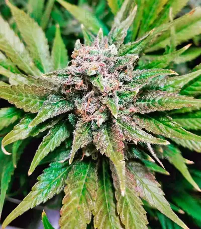 Northern Lights (00 Seeds)