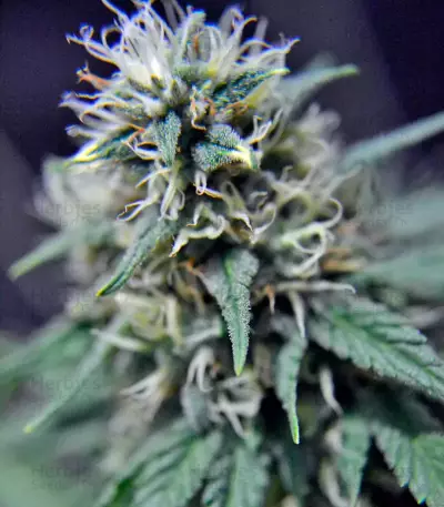 Pato #1 (Kannabia Seeds)