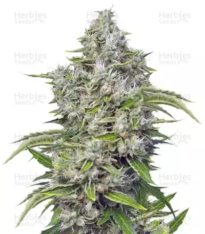 San Fernando Lemon Kush (Sweet Seeds)