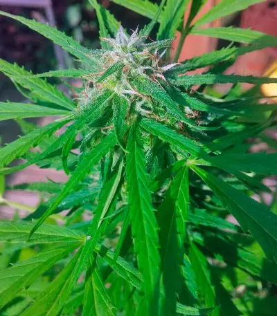 Vertigo Auto (Paradise Seeds)