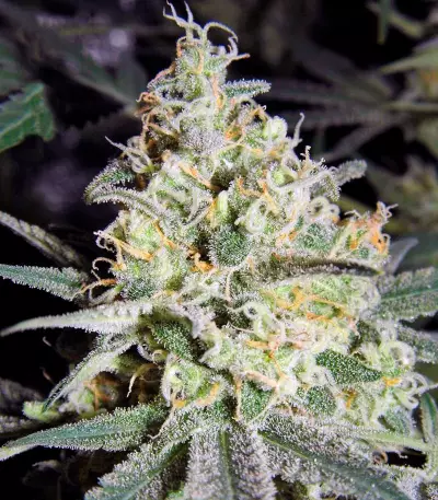Wappa feminized seeds