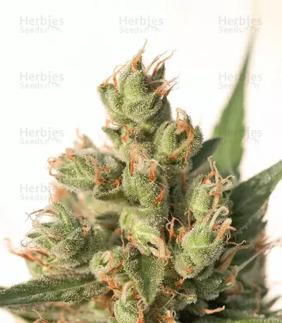 Calamity Jane Auto Seeds