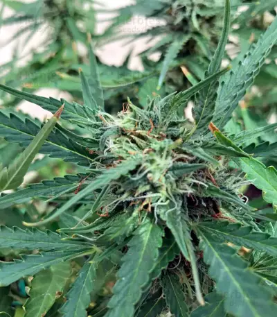 Blue Critical Autoflowering Seeds