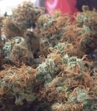 Bubblegum XL Seeds