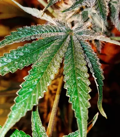 CBD Kong's Kush Seeds