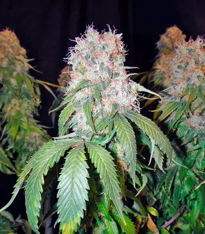 California Hash Plant Seeds