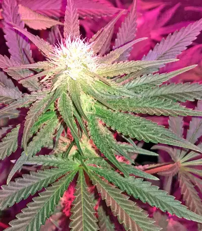 Cheese (Dinafem Seeds)
