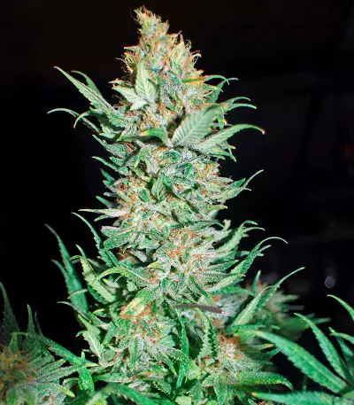 Critical Jack Seeds