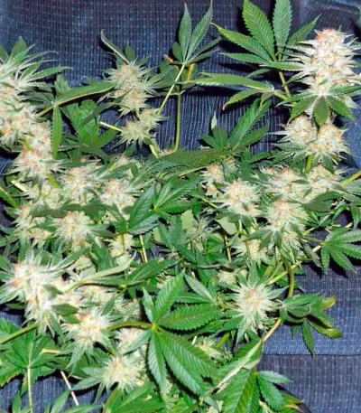Dinachem feminized seeds