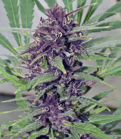 Graines de cannabis Frisian Dew (Dutch Passion)