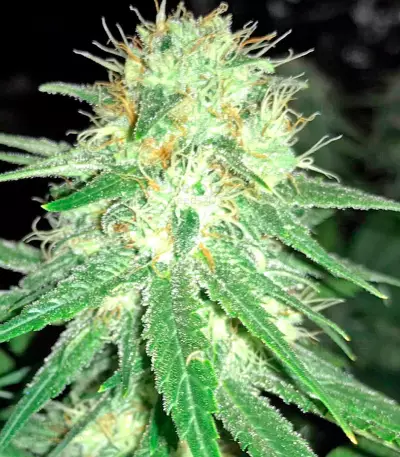 Graines de cannabis Original Amnesia (Dinafem Seeds)