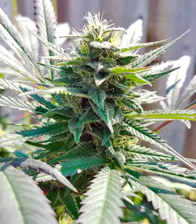 Kiss (Kannabia Seeds)
