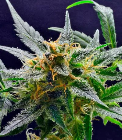 Super Silver feminized seeds