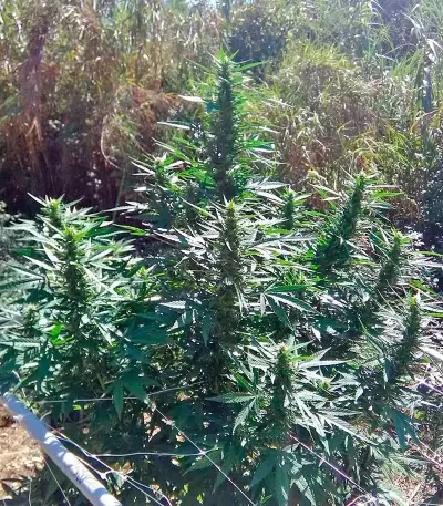 White Russian regular (Serious Seeds)
