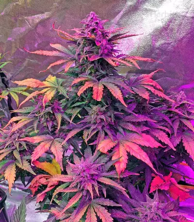Haze XXL Autoflowering Seeds