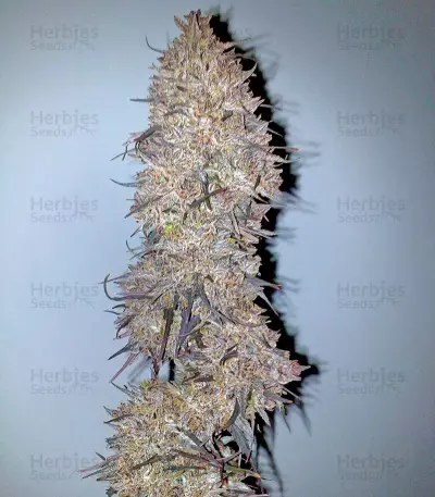 Ketama feminized seeds