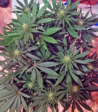 King’s Kush Seeds