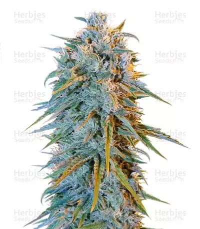 Graines de cannabis Blue Dream (Humboldt Seeds)