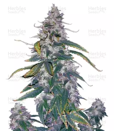 Graines de cannabis Morning Glory (Barney's Farm)