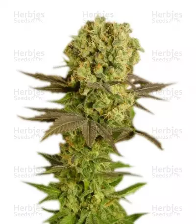 Buy Motavation Regular seeds