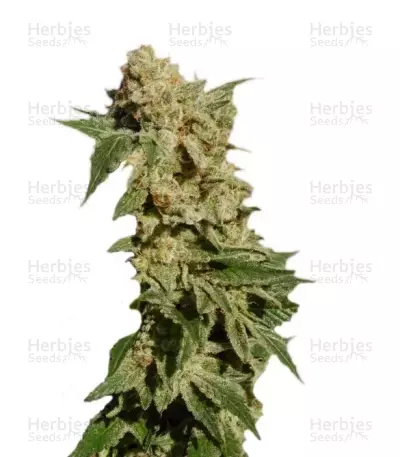 Semi femminizzati BCN Diesel Max Auto